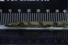 画像1: 【淡水魚】【通販】No2 メス ポリプテルス エンドリケリー YEWA産 ワイルド【個体販売】(±35cm)(大型魚)(生体)(熱帯魚)NKO (1)