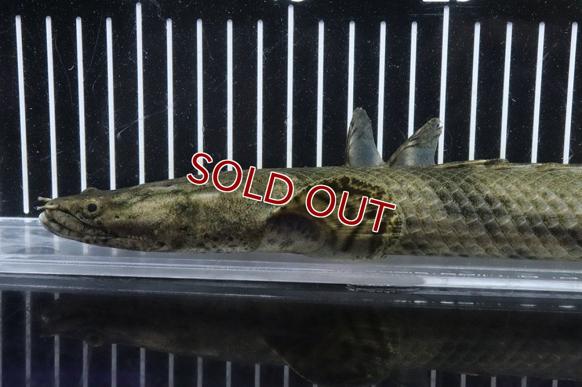 画像2: 【淡水魚】【通販】No2 メス ポリプテルス エンドリケリー YEWA産 ワイルド【個体販売】(±35cm)(大型魚)(生体)(熱帯魚)NKO (2)
