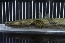 画像2: 【淡水魚】【通販】No2 メス ポリプテルス エンドリケリー YEWA産 ワイルド【個体販売】(±35cm)(大型魚)(生体)(熱帯魚)NKO (2)