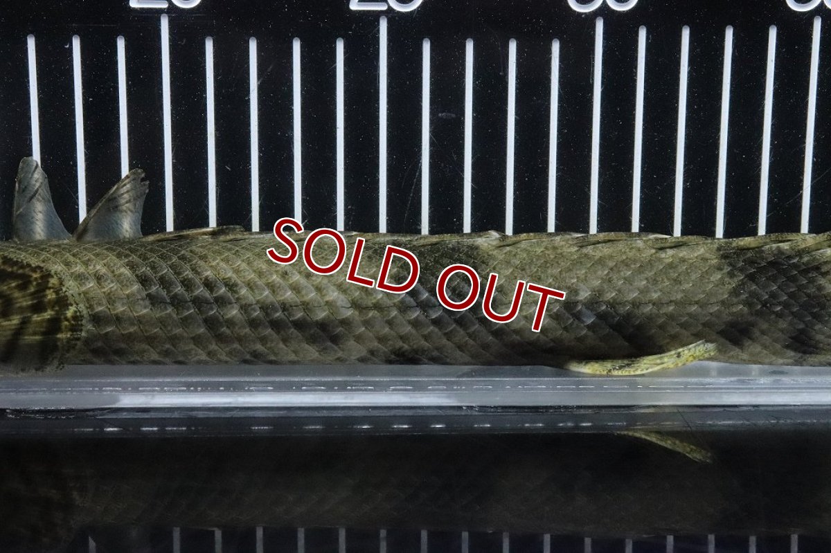 画像3: 【淡水魚】【通販】No2 メス ポリプテルス エンドリケリー YEWA産 ワイルド【個体販売】(±35cm)(大型魚)(生体)(熱帯魚)NKO (3)