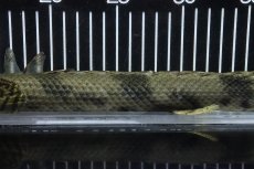 画像3: 【淡水魚】【通販】No2 メス ポリプテルス エンドリケリー YEWA産 ワイルド【個体販売】(±35cm)(大型魚)(生体)(熱帯魚)NKO (3)