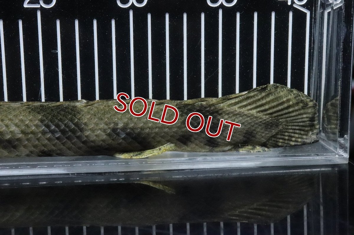 画像4: 【淡水魚】【通販】No2 メス ポリプテルス エンドリケリー YEWA産 ワイルド【個体販売】(±35cm)(大型魚)(生体)(熱帯魚)NKO (4)