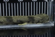 画像4: 【淡水魚】【通販】No2 メス ポリプテルス エンドリケリー YEWA産 ワイルド【個体販売】(±35cm)(大型魚)(生体)(熱帯魚)NKO (4)