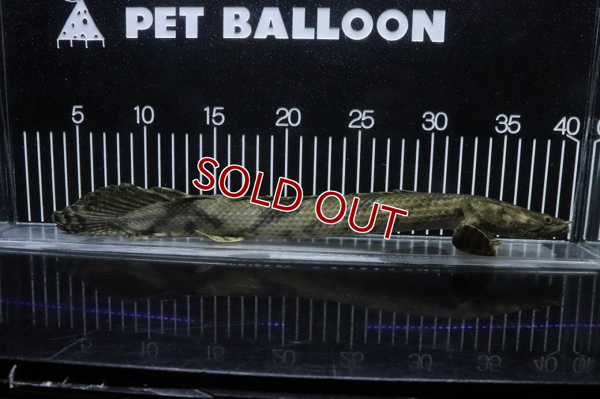 画像5: 【淡水魚】【通販】No2 メス ポリプテルス エンドリケリー YEWA産 ワイルド【個体販売】(±35cm)(大型魚)(生体)(熱帯魚)NKO (5)