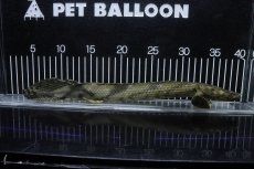 画像5: 【淡水魚】【通販】No2 メス ポリプテルス エンドリケリー YEWA産 ワイルド【個体販売】(±35cm)(大型魚)(生体)(熱帯魚)NKO (5)