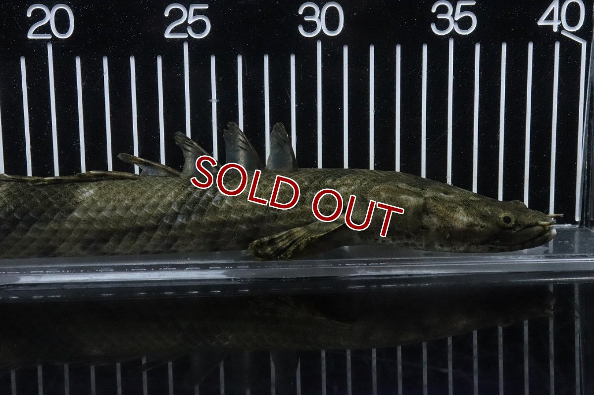 画像6: 【淡水魚】【通販】No2 メス ポリプテルス エンドリケリー YEWA産 ワイルド【個体販売】(±35cm)(大型魚)(生体)(熱帯魚)NKO (6)