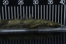 画像6: 【淡水魚】【通販】No2 メス ポリプテルス エンドリケリー YEWA産 ワイルド【個体販売】(±35cm)(大型魚)(生体)(熱帯魚)NKO (6)