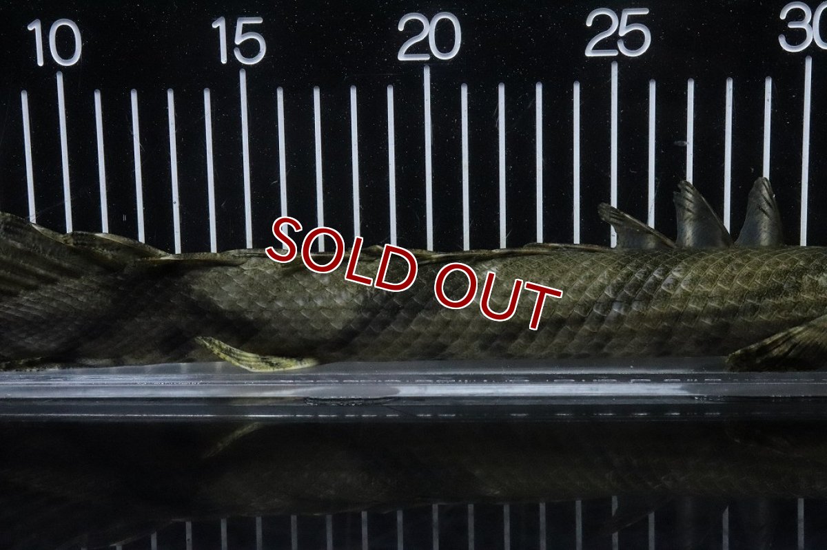 画像7: 【淡水魚】【通販】No2 メス ポリプテルス エンドリケリー YEWA産 ワイルド【個体販売】(±35cm)(大型魚)(生体)(熱帯魚)NKO (7)