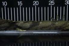 画像7: 【淡水魚】【通販】No2 メス ポリプテルス エンドリケリー YEWA産 ワイルド【個体販売】(±35cm)(大型魚)(生体)(熱帯魚)NKO (7)
