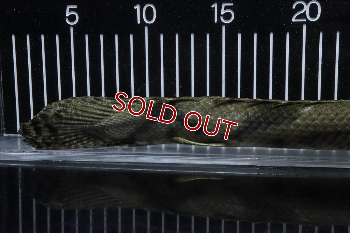 画像8: 【淡水魚】【通販】No2 メス ポリプテルス エンドリケリー YEWA産 ワイルド【個体販売】(±35cm)(大型魚)(生体)(熱帯魚)NKO (8)