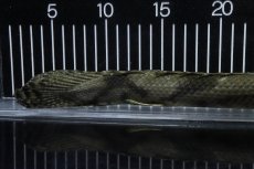 画像8: 【淡水魚】【通販】No2 メス ポリプテルス エンドリケリー YEWA産 ワイルド【個体販売】(±35cm)(大型魚)(生体)(熱帯魚)NKO (8)