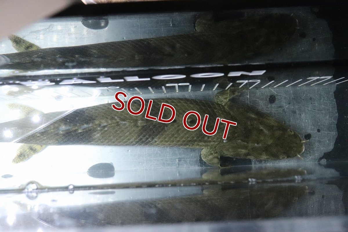 画像9: 【淡水魚】【通販】No2 メス ポリプテルス エンドリケリー YEWA産 ワイルド【個体販売】(±35cm)(大型魚)(生体)(熱帯魚)NKO (9)