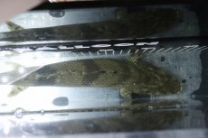 画像9: 【淡水魚】【通販】No2 メス ポリプテルス エンドリケリー YEWA産 ワイルド【個体販売】(±35cm)(大型魚)(生体)(熱帯魚)NKO (9)