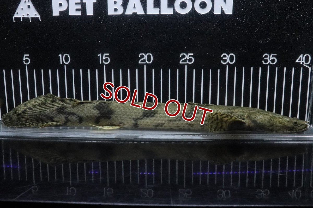 画像1: 【淡水魚】【通販】No3 オス ポリプテルス エンドリケリー YEWA産 ワイルド【個体販売】(±36cm)(大型魚)(生体)(熱帯魚)NKO (1)