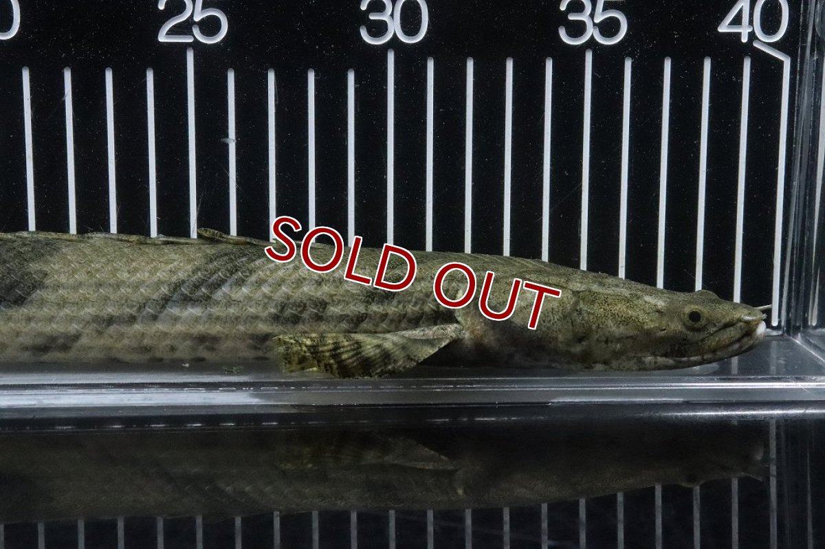 画像2: 【淡水魚】【通販】No3 オス ポリプテルス エンドリケリー YEWA産 ワイルド【個体販売】(±36cm)(大型魚)(生体)(熱帯魚)NKO (2)