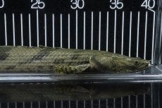 画像2: 【淡水魚】【通販】No3 オス ポリプテルス エンドリケリー YEWA産 ワイルド【個体販売】(±36cm)(大型魚)(生体)(熱帯魚)NKO (2)