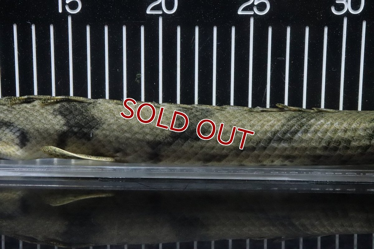 画像3: 【淡水魚】【通販】No3 オス ポリプテルス エンドリケリー YEWA産 ワイルド【個体販売】(±36cm)(大型魚)(生体)(熱帯魚)NKO (3)