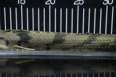 画像3: 【淡水魚】【通販】No3 オス ポリプテルス エンドリケリー YEWA産 ワイルド【個体販売】(±36cm)(大型魚)(生体)(熱帯魚)NKO (3)