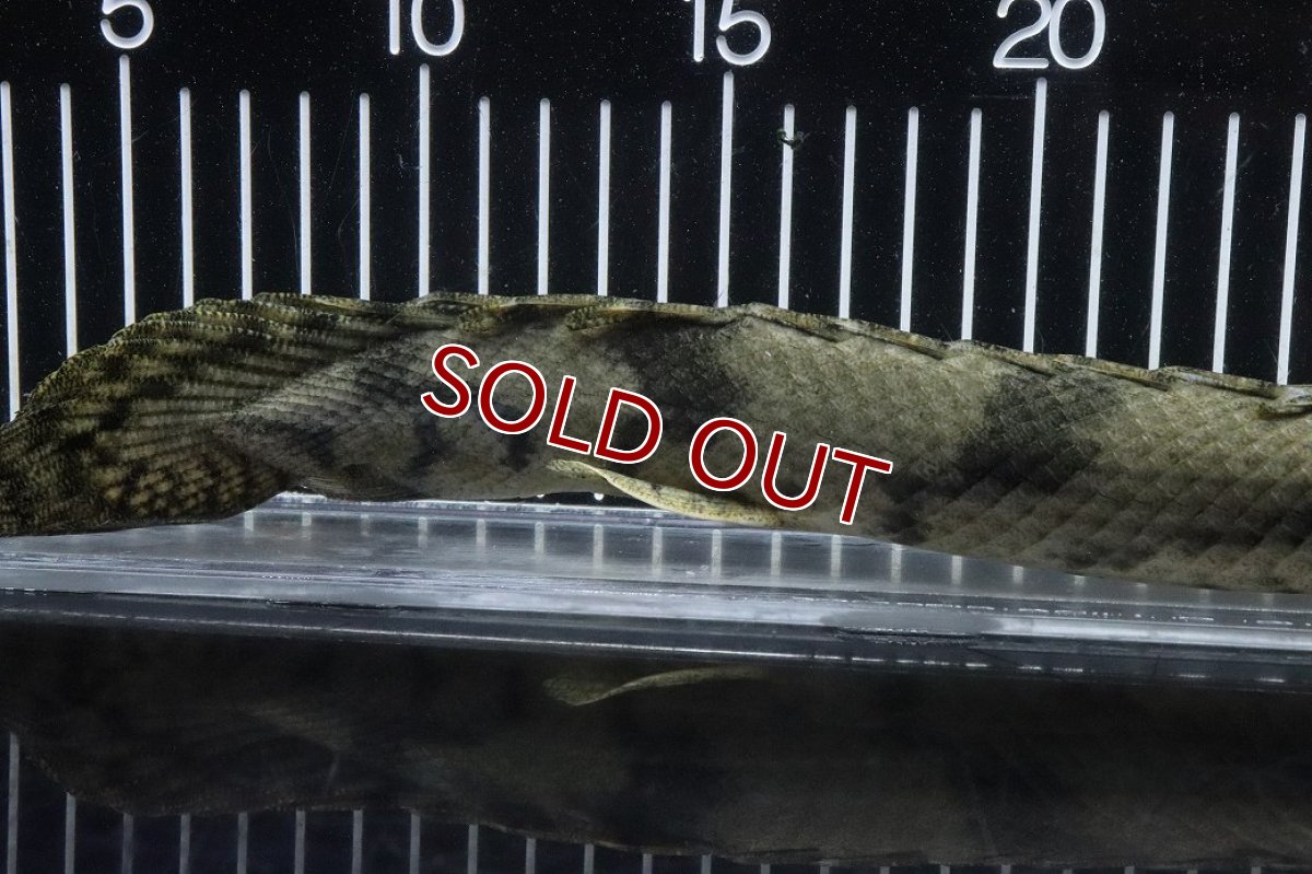 画像4: 【淡水魚】【通販】No3 オス ポリプテルス エンドリケリー YEWA産 ワイルド【個体販売】(±36cm)(大型魚)(生体)(熱帯魚)NKO (4)