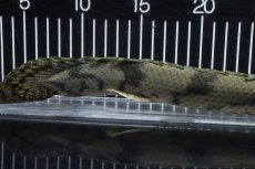 画像4: 【淡水魚】【通販】No3 オス ポリプテルス エンドリケリー YEWA産 ワイルド【個体販売】(±36cm)(大型魚)(生体)(熱帯魚)NKO (4)