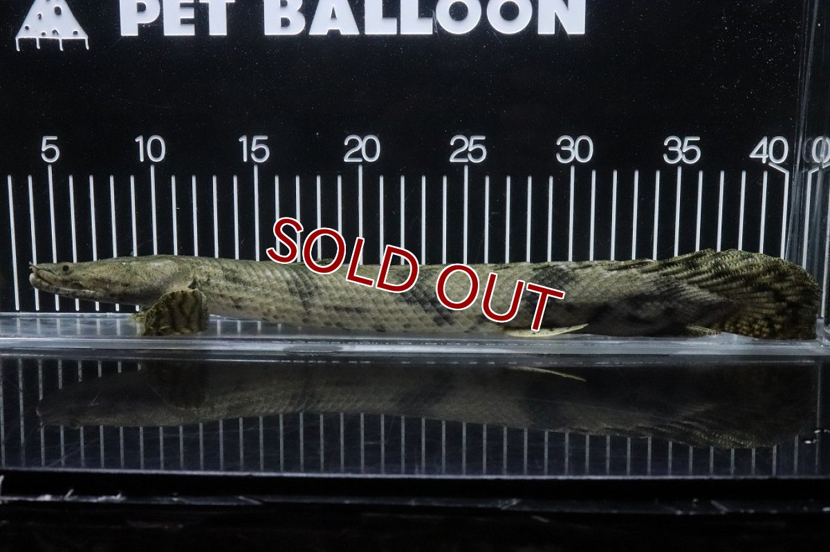 画像5: 【淡水魚】【通販】No3 オス ポリプテルス エンドリケリー YEWA産 ワイルド【個体販売】(±36cm)(大型魚)(生体)(熱帯魚)NKO (5)