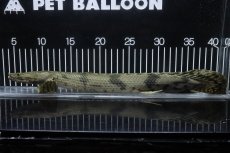 画像5: 【淡水魚】【通販】No3 オス ポリプテルス エンドリケリー YEWA産 ワイルド【個体販売】(±36cm)(大型魚)(生体)(熱帯魚)NKO (5)