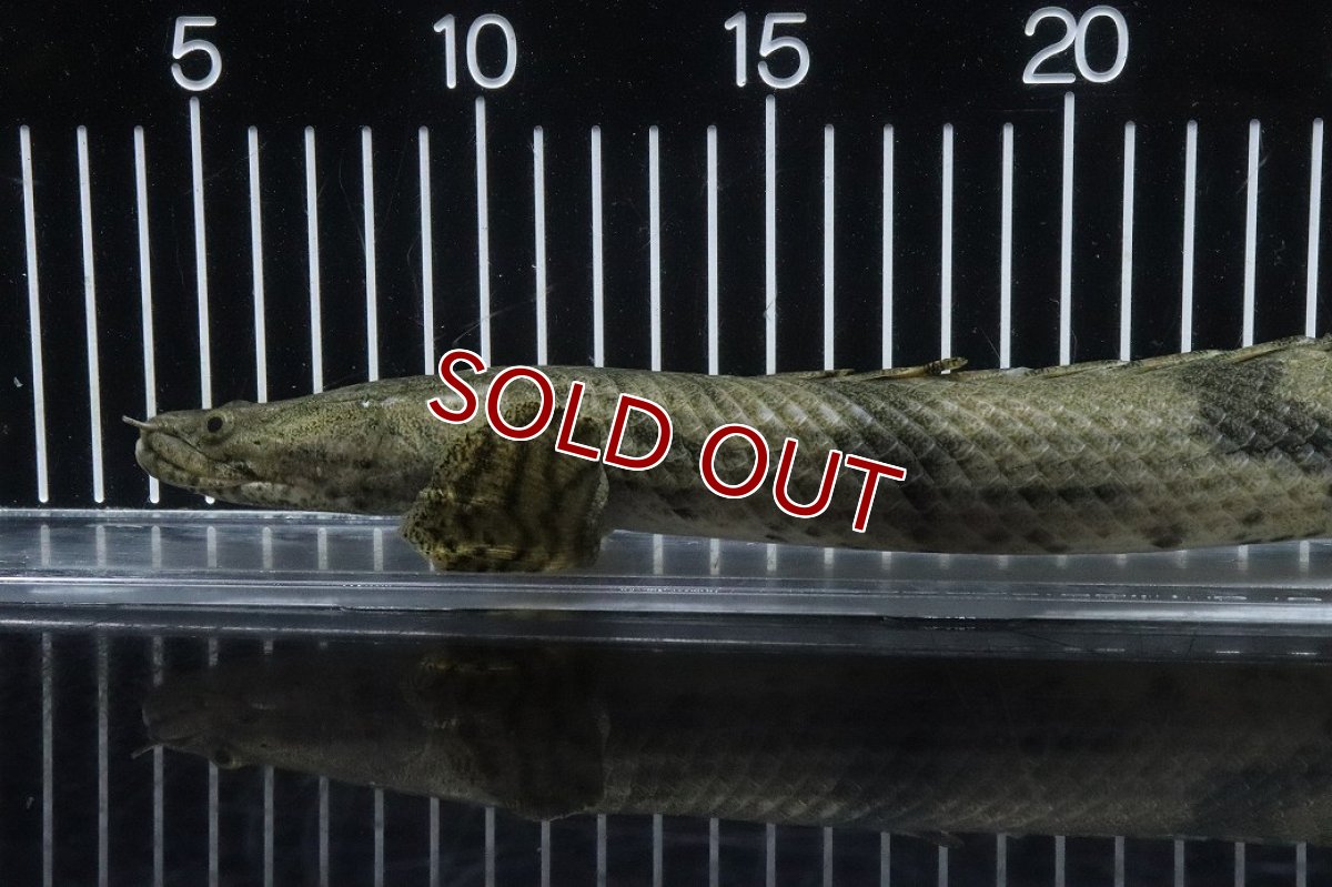 画像6: 【淡水魚】【通販】No3 オス ポリプテルス エンドリケリー YEWA産 ワイルド【個体販売】(±36cm)(大型魚)(生体)(熱帯魚)NKO (6)