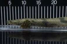 画像6: 【淡水魚】【通販】No3 オス ポリプテルス エンドリケリー YEWA産 ワイルド【個体販売】(±36cm)(大型魚)(生体)(熱帯魚)NKO (6)