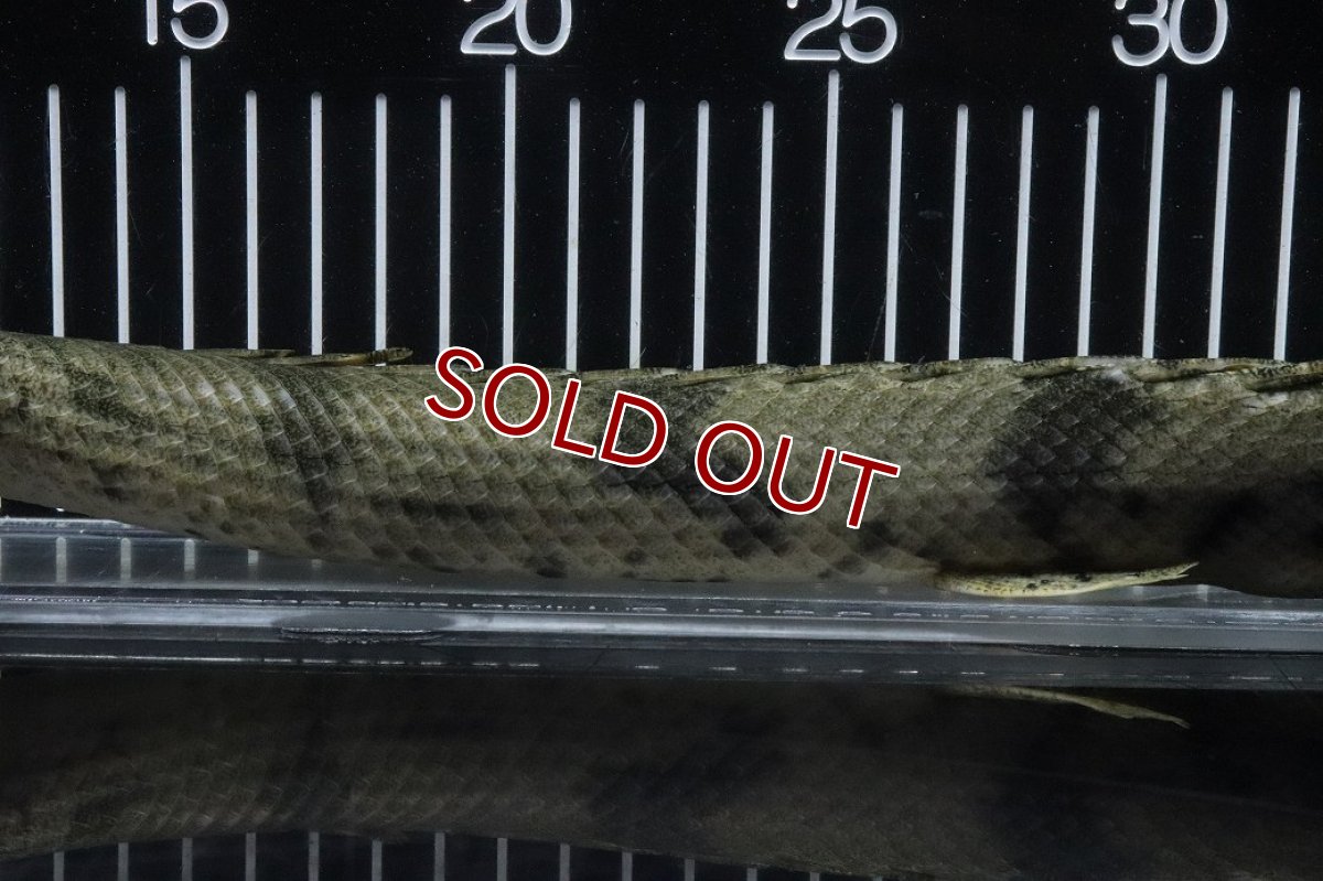 画像7: 【淡水魚】【通販】No3 オス ポリプテルス エンドリケリー YEWA産 ワイルド【個体販売】(±36cm)(大型魚)(生体)(熱帯魚)NKO (7)