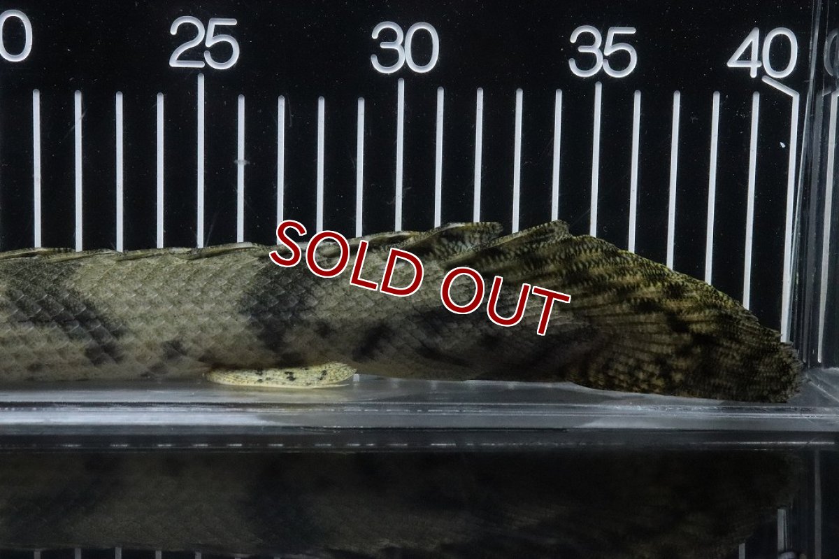 画像8: 【淡水魚】【通販】No3 オス ポリプテルス エンドリケリー YEWA産 ワイルド【個体販売】(±36cm)(大型魚)(生体)(熱帯魚)NKO (8)