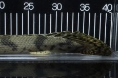 画像8: 【淡水魚】【通販】No3 オス ポリプテルス エンドリケリー YEWA産 ワイルド【個体販売】(±36cm)(大型魚)(生体)(熱帯魚)NKO (8)