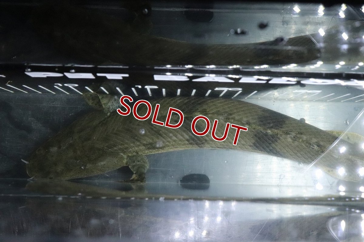 画像9: 【淡水魚】【通販】No3 オス ポリプテルス エンドリケリー YEWA産 ワイルド【個体販売】(±36cm)(大型魚)(生体)(熱帯魚)NKO (9)