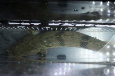 画像9: 【淡水魚】【通販】No3 オス ポリプテルス エンドリケリー YEWA産 ワイルド【個体販売】(±36cm)(大型魚)(生体)(熱帯魚)NKO (9)