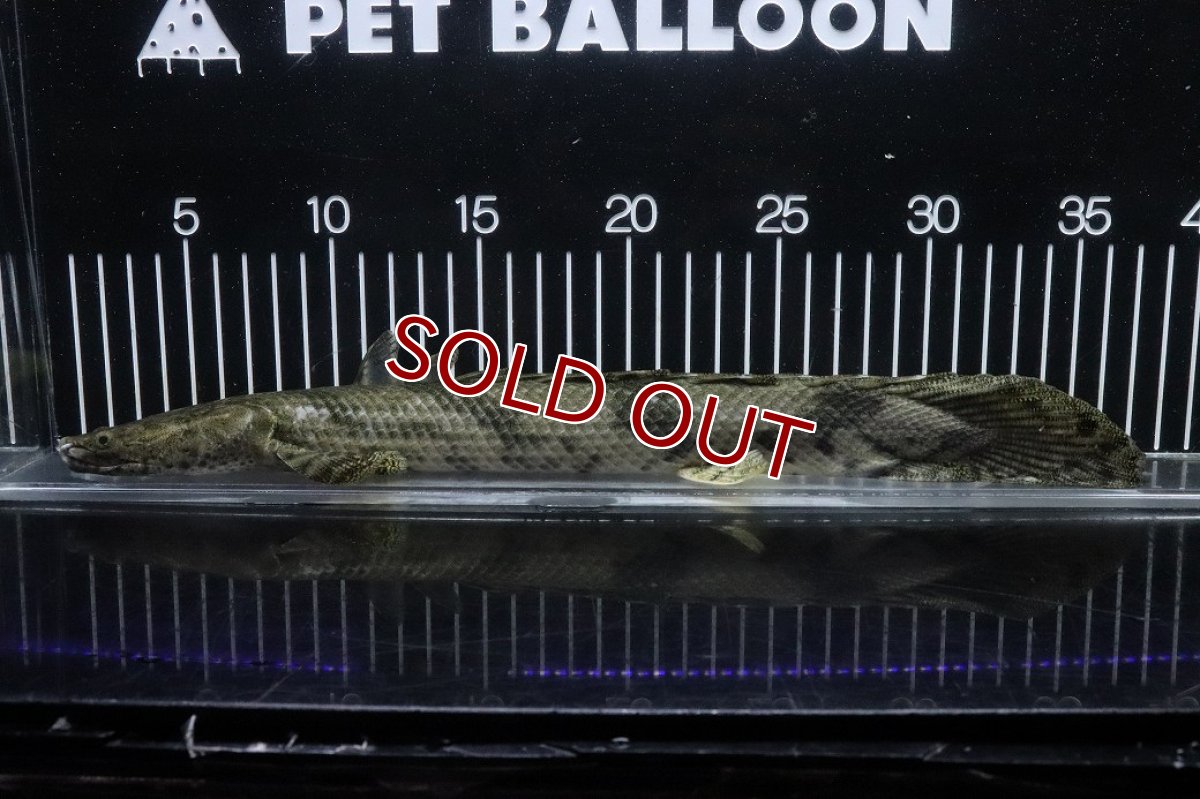 画像1: 【淡水魚】【通販】No4 オス ポリプテルス エンドリケリー YEWA産 ワイルド【個体販売】(±34cm)(大型魚)(生体)(熱帯魚)NKO (1)