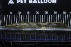 画像1: 【淡水魚】【通販】No4 オス ポリプテルス エンドリケリー YEWA産 ワイルド【個体販売】(±34cm)(大型魚)(生体)(熱帯魚)NKO (1)