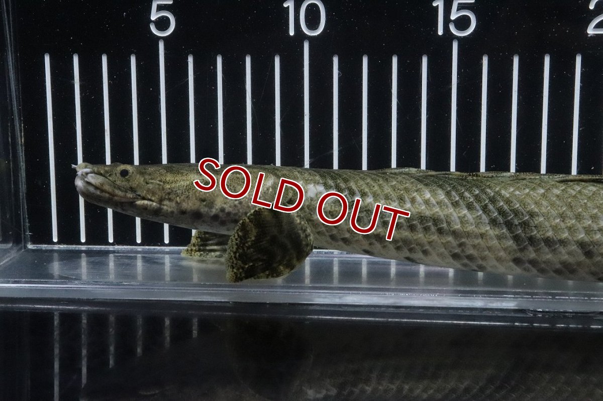 画像2: 【淡水魚】【通販】No4 オス ポリプテルス エンドリケリー YEWA産 ワイルド【個体販売】(±34cm)(大型魚)(生体)(熱帯魚)NKO (2)