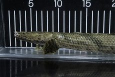画像2: 【淡水魚】【通販】No4 オス ポリプテルス エンドリケリー YEWA産 ワイルド【個体販売】(±34cm)(大型魚)(生体)(熱帯魚)NKO (2)