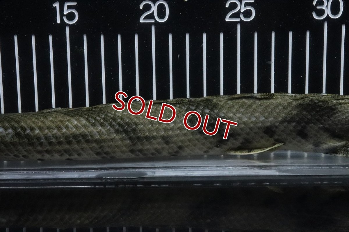 画像3: 【淡水魚】【通販】No4 オス ポリプテルス エンドリケリー YEWA産 ワイルド【個体販売】(±34cm)(大型魚)(生体)(熱帯魚)NKO (3)