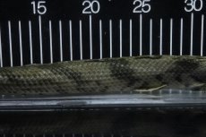 画像3: 【淡水魚】【通販】No4 オス ポリプテルス エンドリケリー YEWA産 ワイルド【個体販売】(±34cm)(大型魚)(生体)(熱帯魚)NKO (3)