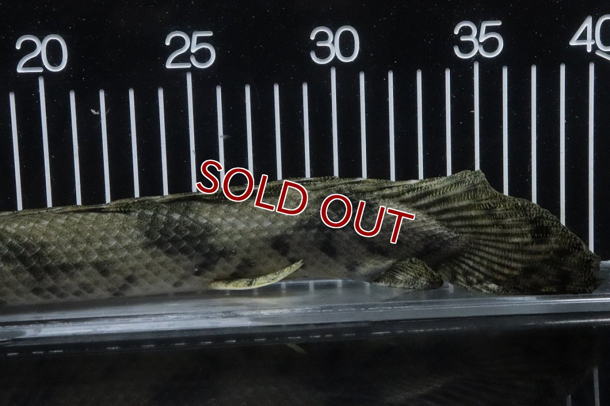 画像4: 【淡水魚】【通販】No4 オス ポリプテルス エンドリケリー YEWA産 ワイルド【個体販売】(±34cm)(大型魚)(生体)(熱帯魚)NKO (4)