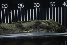 画像4: 【淡水魚】【通販】No4 オス ポリプテルス エンドリケリー YEWA産 ワイルド【個体販売】(±34cm)(大型魚)(生体)(熱帯魚)NKO (4)