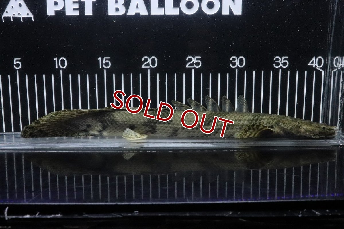 画像5: 【淡水魚】【通販】No4 オス ポリプテルス エンドリケリー YEWA産 ワイルド【個体販売】(±34cm)(大型魚)(生体)(熱帯魚)NKO (5)