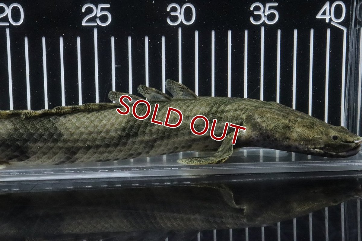 画像6: 【淡水魚】【通販】No4 オス ポリプテルス エンドリケリー YEWA産 ワイルド【個体販売】(±34cm)(大型魚)(生体)(熱帯魚)NKO (6)
