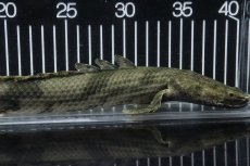 画像6: 【淡水魚】【通販】No4 オス ポリプテルス エンドリケリー YEWA産 ワイルド【個体販売】(±34cm)(大型魚)(生体)(熱帯魚)NKO (6)