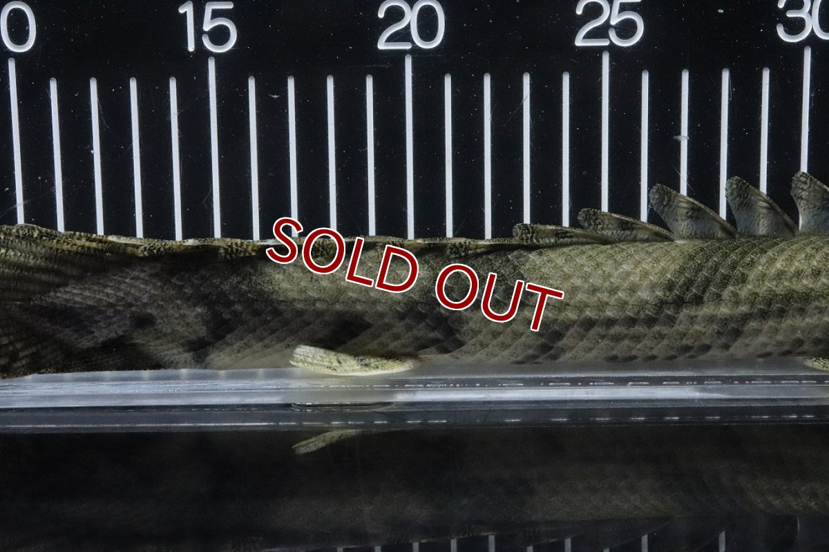 画像7: 【淡水魚】【通販】No4 オス ポリプテルス エンドリケリー YEWA産 ワイルド【個体販売】(±34cm)(大型魚)(生体)(熱帯魚)NKO (7)