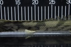 画像7: 【淡水魚】【通販】No4 オス ポリプテルス エンドリケリー YEWA産 ワイルド【個体販売】(±34cm)(大型魚)(生体)(熱帯魚)NKO (7)