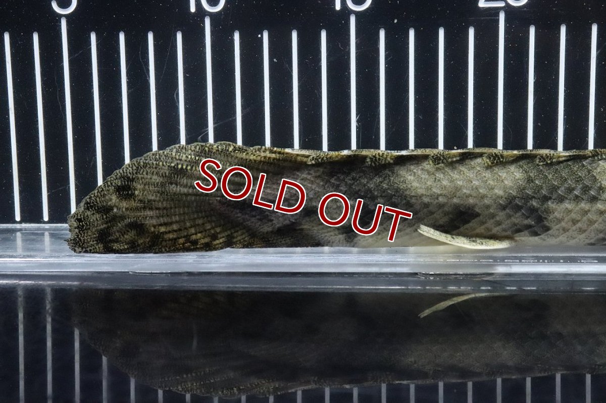 画像8: 【淡水魚】【通販】No4 オス ポリプテルス エンドリケリー YEWA産 ワイルド【個体販売】(±34cm)(大型魚)(生体)(熱帯魚)NKO (8)