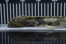 画像8: 【淡水魚】【通販】No4 オス ポリプテルス エンドリケリー YEWA産 ワイルド【個体販売】(±34cm)(大型魚)(生体)(熱帯魚)NKO (8)