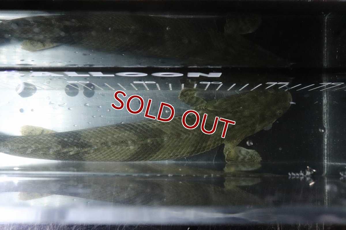 画像9: 【淡水魚】【通販】No4 オス ポリプテルス エンドリケリー YEWA産 ワイルド【個体販売】(±34cm)(大型魚)(生体)(熱帯魚)NKO (9)