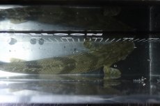 画像9: 【淡水魚】【通販】No4 オス ポリプテルス エンドリケリー YEWA産 ワイルド【個体販売】(±34cm)(大型魚)(生体)(熱帯魚)NKO (9)